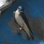 Tree Swallow