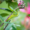 Hummingbird Clearwing Moth Caterpillar