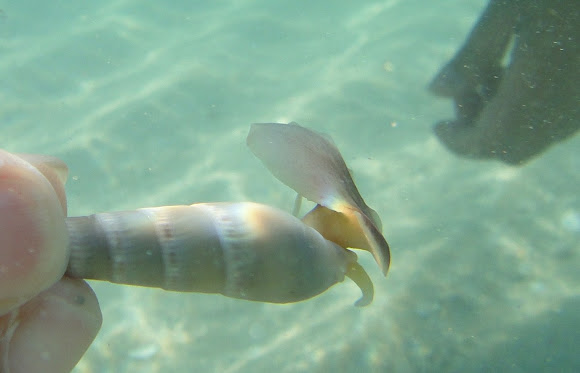 Auger shell | Project Noah