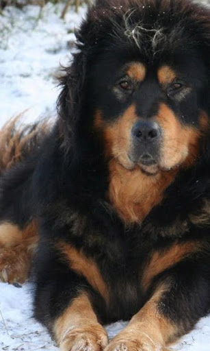 Tibetan Mastiff Wallpapers