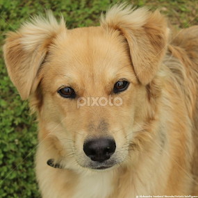 Lobo the charmer  by Aleksandra Ivanković Mazzuka  - Animals - Dogs Portraits