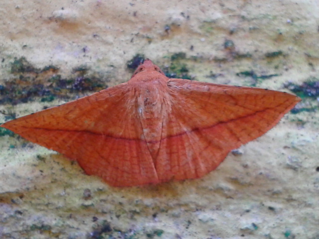 Thyridid moth