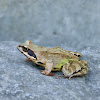 Common Brown Frog