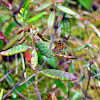 Arctic Skipper