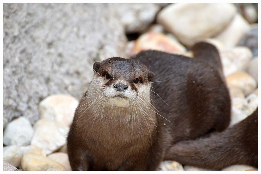 The oriental small-clawed otter