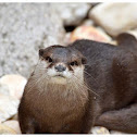 The oriental small-clawed otter
