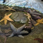 Sea Stars