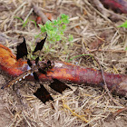 Common Whitetail female