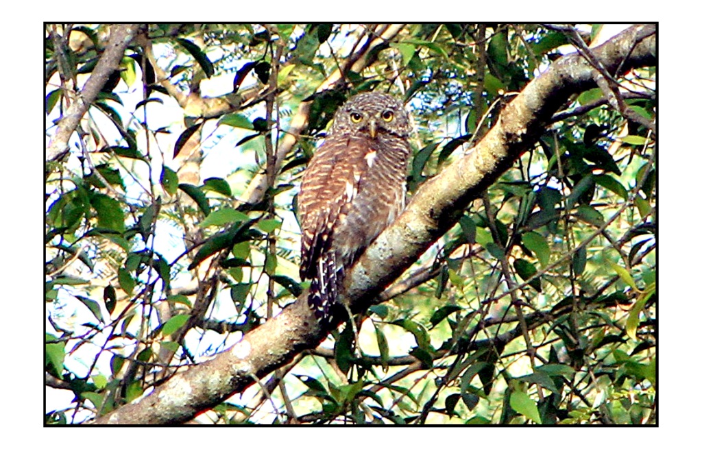 Asian Barred Owlet  