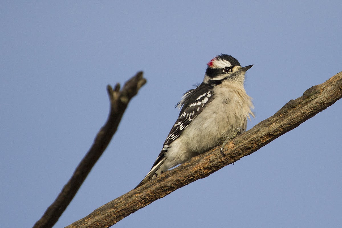Downy Woodpecker in the breeze