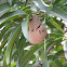 Nest wasp in mangifera