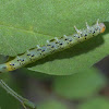 Locust Sawfly Instar