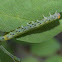 Locust Sawfly Instar