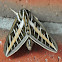 White-Lined Sphinx