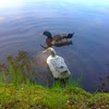 Mallard duck Wild type and domestic