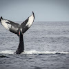 Habenero the Humpback Whale