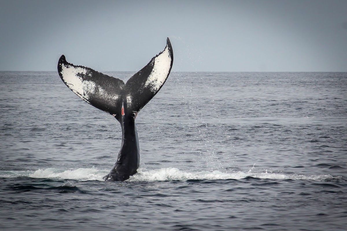 Habenero the Humpback Whale