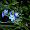 Forget-me-not sp.?