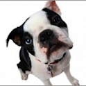 PhoneDog