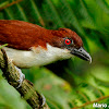 Great Antshrike