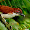 Great Antshrike