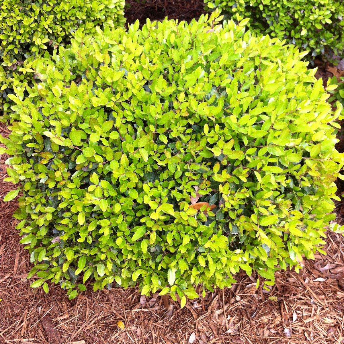 Yaupon Holly, dwarf Project Noah