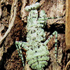 Florida bark mantis