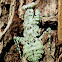 Florida bark mantis