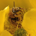 Honey bee in cactus flower
