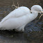 Snowy Egret + Video