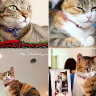 貓旅行咖啡輕食館