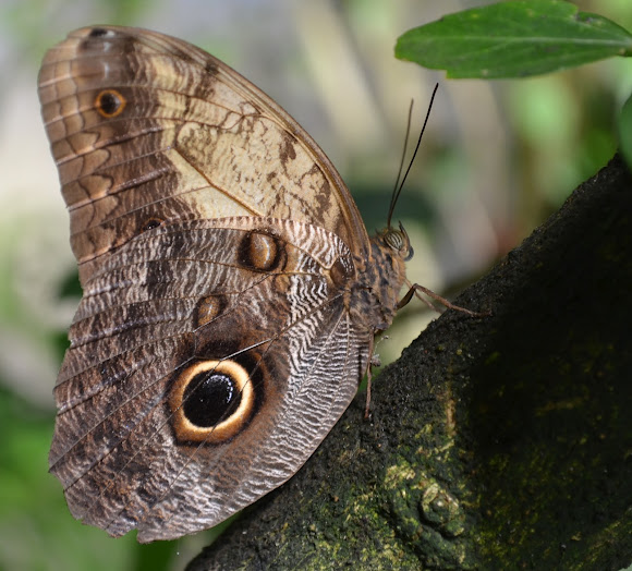 Pale Owl Butterfly Project Noah