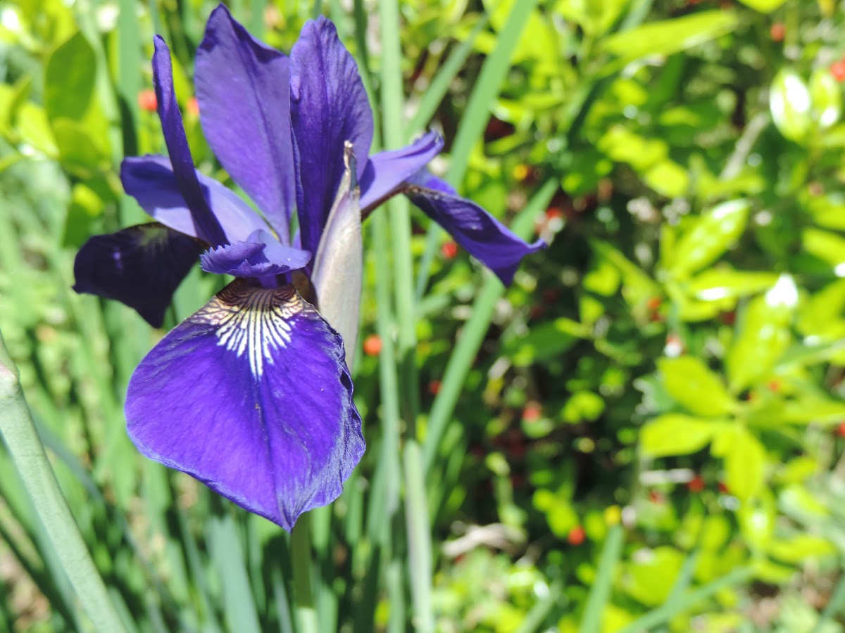 Little Caesar Siberian Iris