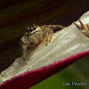 Jumping Spider