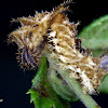 Adelpha caterpillar
