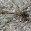 Forest Darner