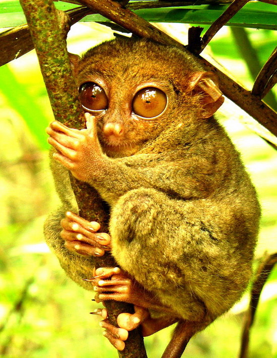Philippine tarsier | Project Noah