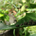Caterpillar's poop