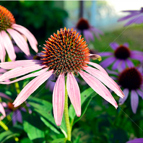 by Árpád Kovacsevics - Flowers Flower Gardens