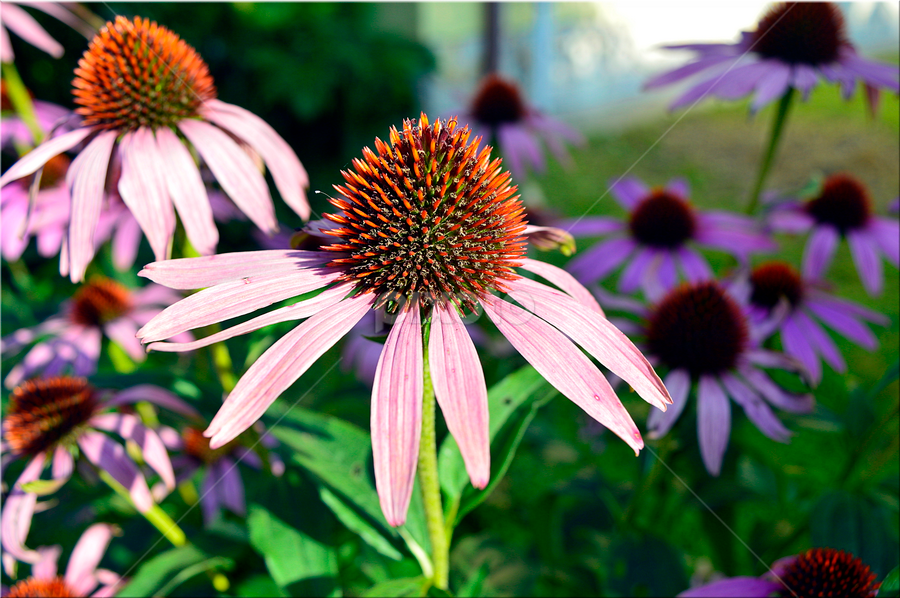 by Árpád Kovacsevics - Flowers Flower Gardens