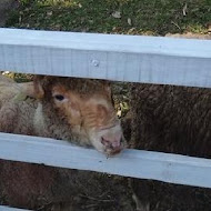 綠光森林富野綿羊牧場