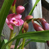 Outdoor orchid