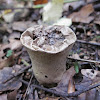open sterile base of a puffball