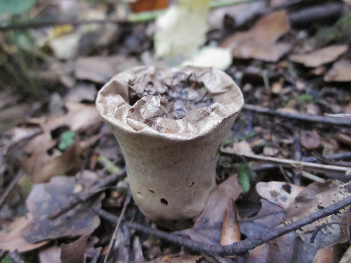 open sterile base of a puffball