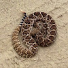 Diamond backed rattle snake