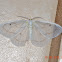 Leucula Meganira Moth