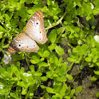 White peacock butterfly