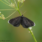 Chimney Sweeper