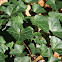 English Ivy