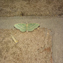 Blackberry Looper Moth